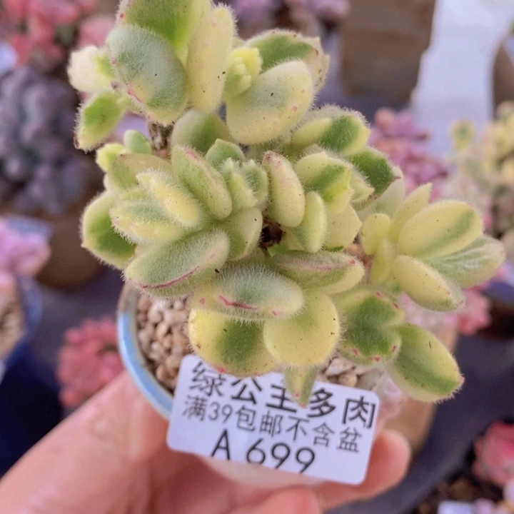 白熊老桩6cm699多肉植物