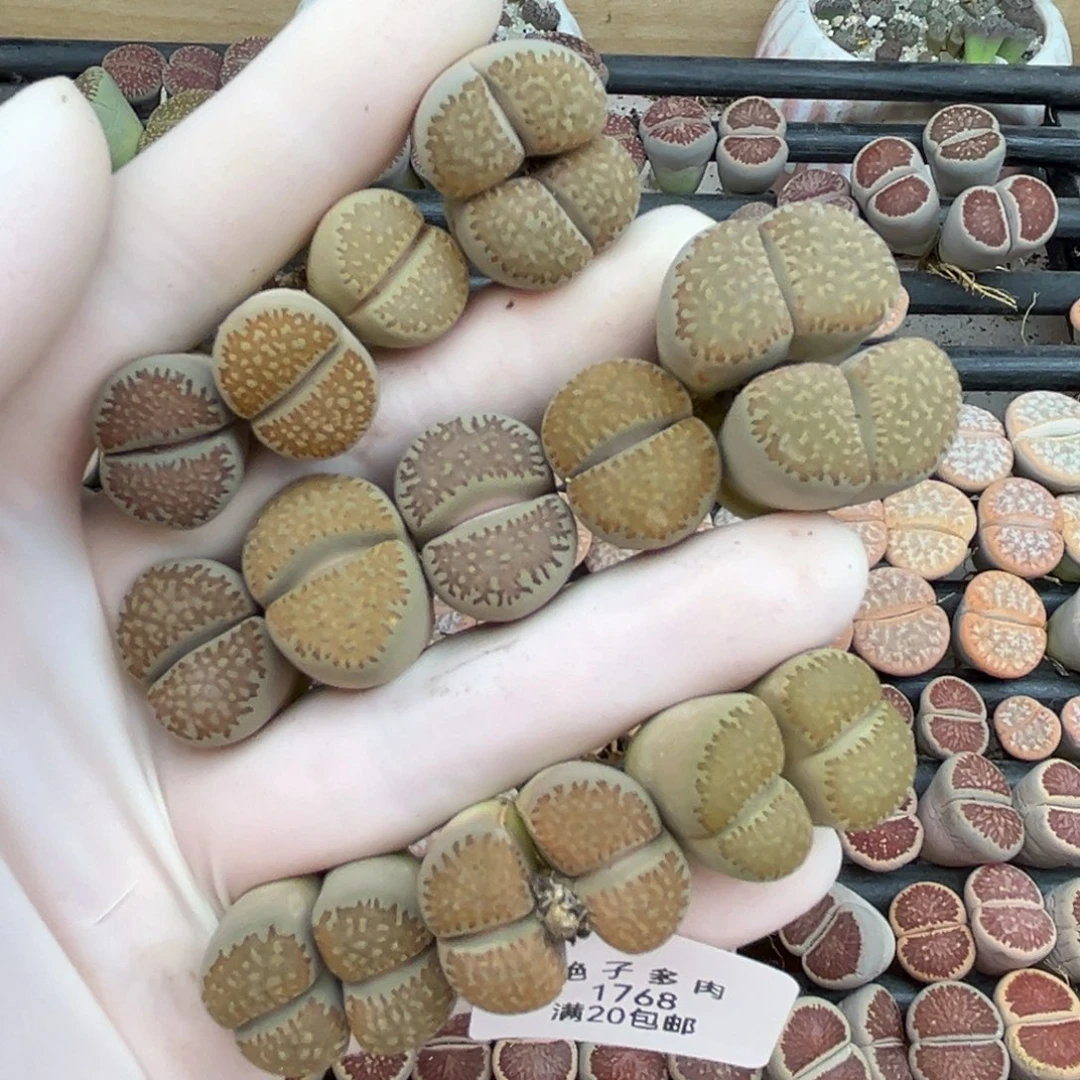 1768号一首臼点玉发货