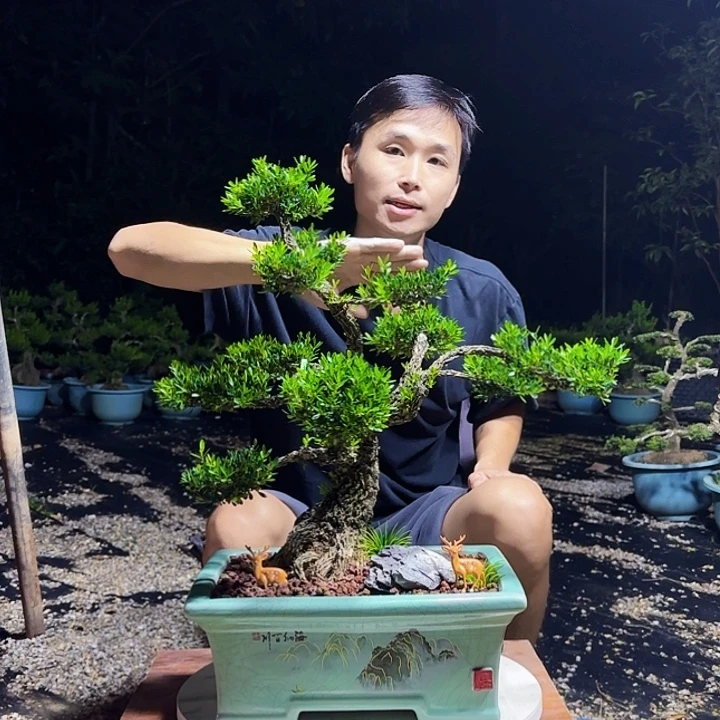 无花朵广东邹皮雀舌黄杨