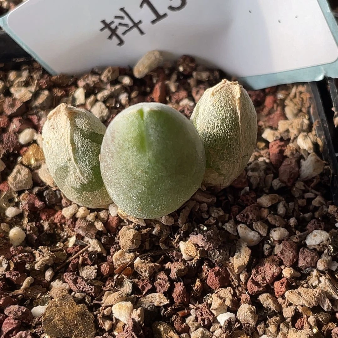 13-48哈默兔多肉植物