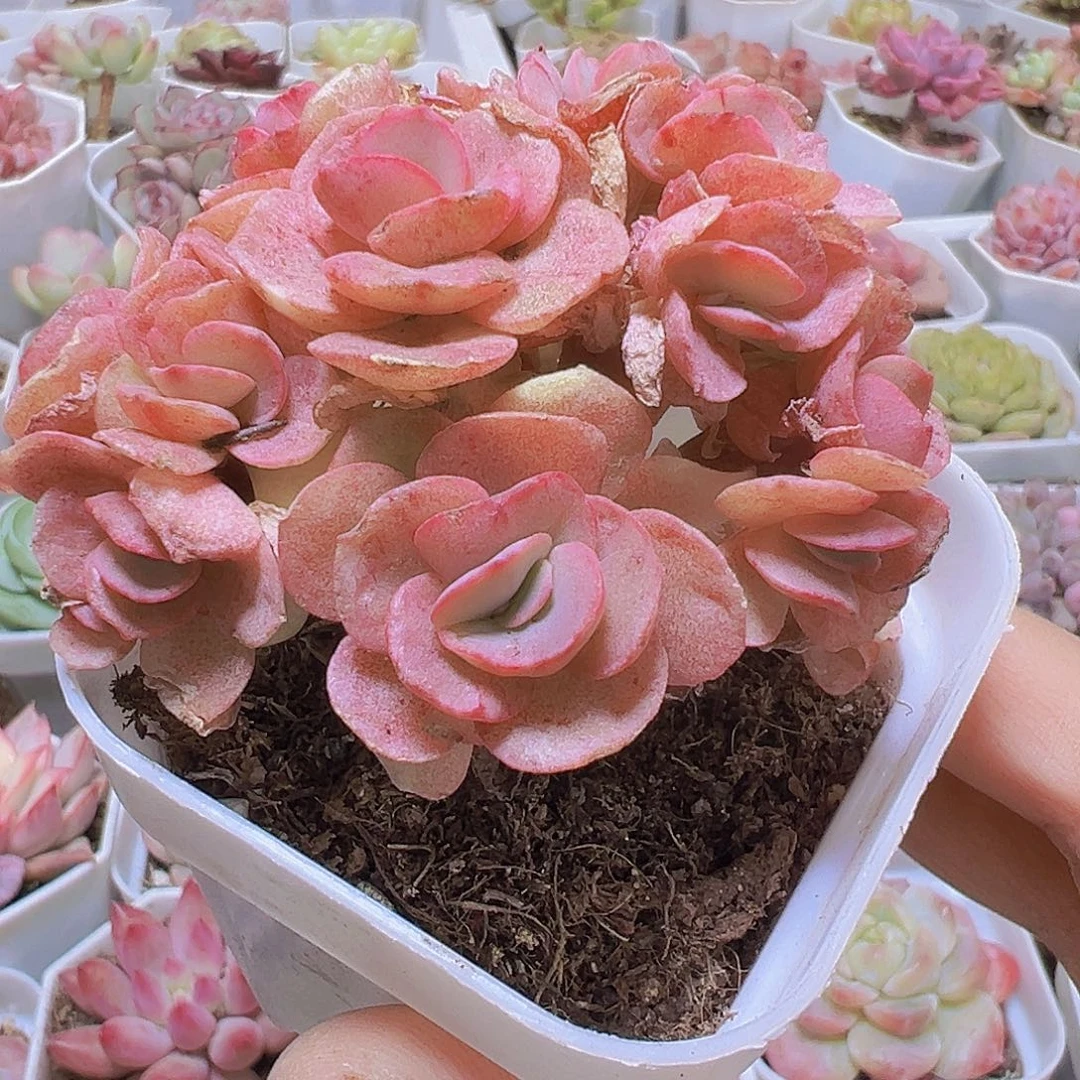 秀妍19包邮多肉植物