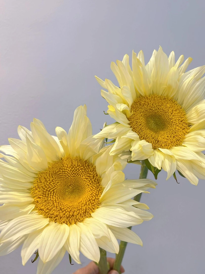 A级奶油向日葵一单顺丰冷链包邮家用云南直发鲜花花束