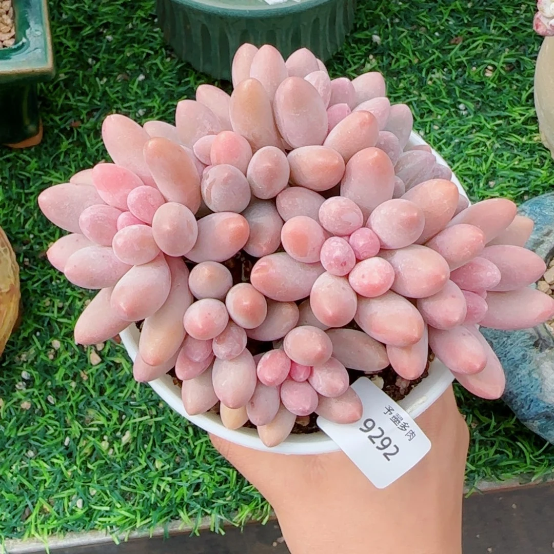 汤圆无砍，9292多肉植物