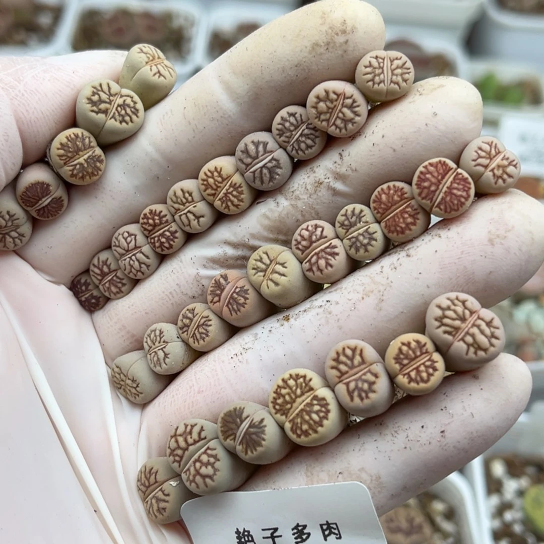 1086号一首好多小菊化石发货