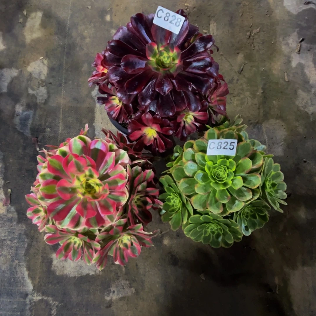 垚***⁷无花朵美杜莎法师828