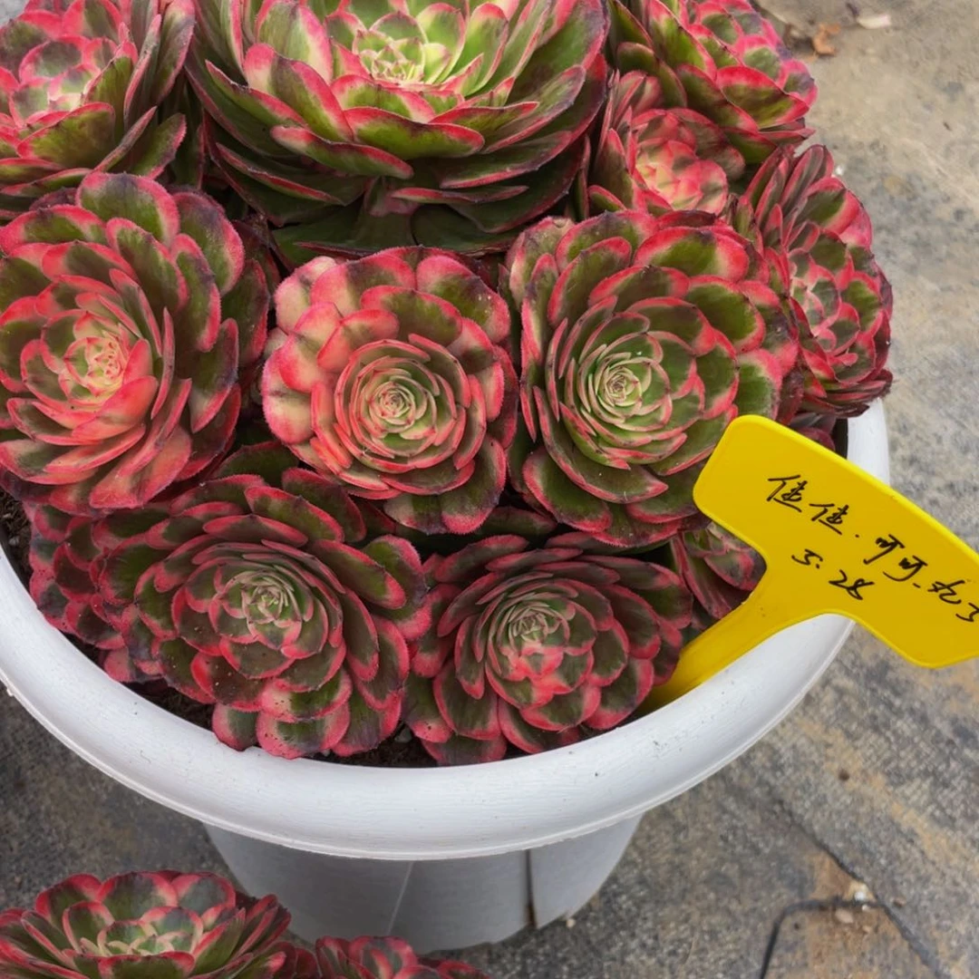 海神法师锦888888888888