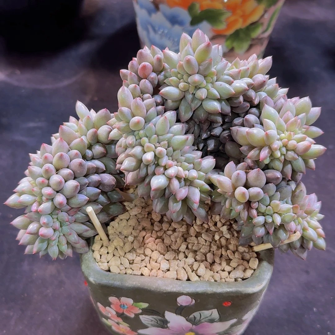 红蜻蜓缀多肉一物一拍