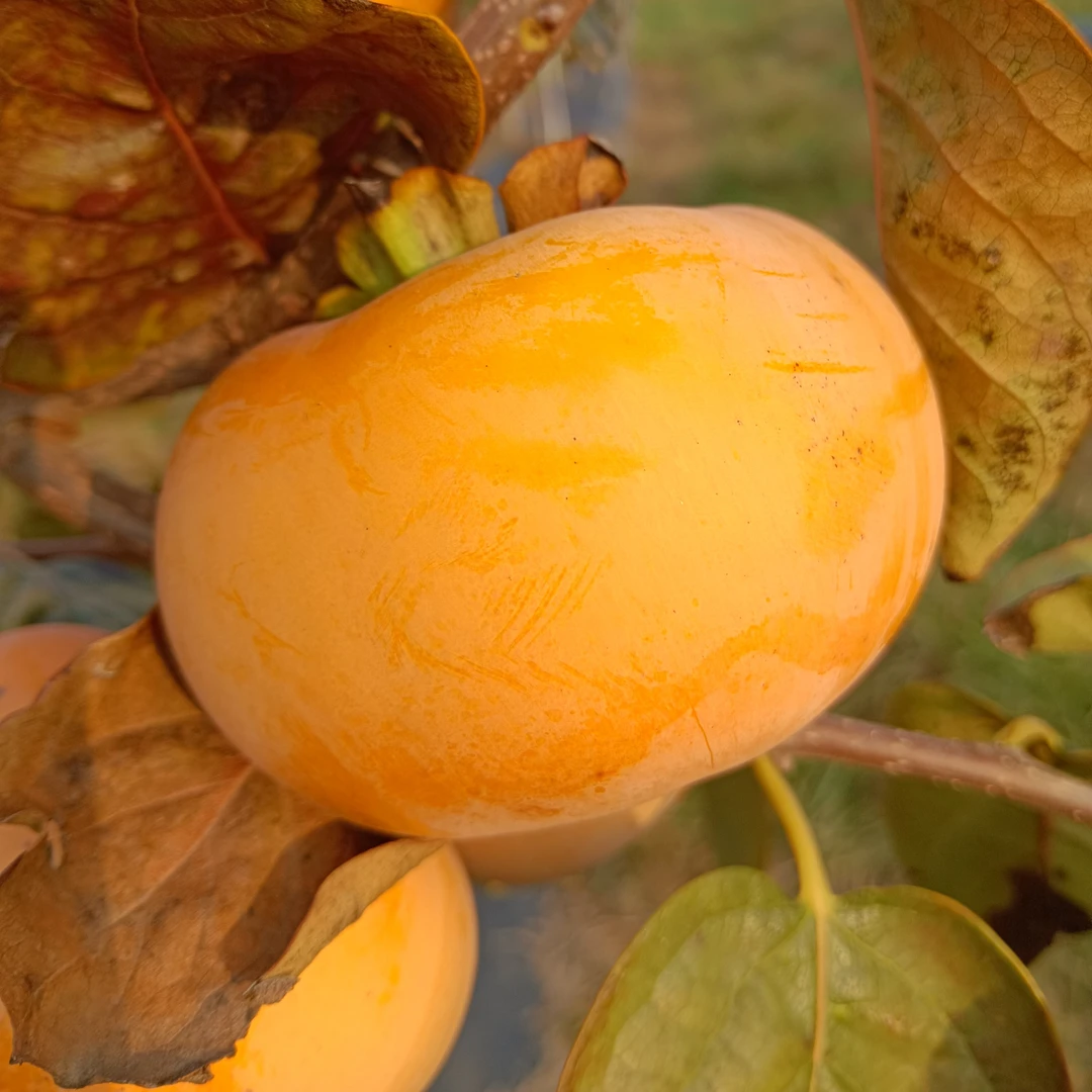 太秋甜柿产地直发5斤【一级果】普通包装顺丰包邮