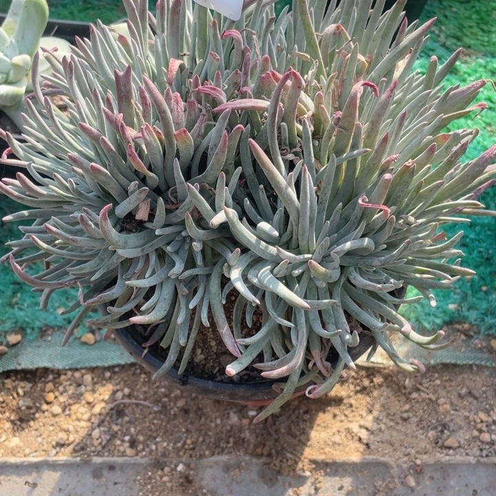 35号爱杜丽丝山东多肉植物