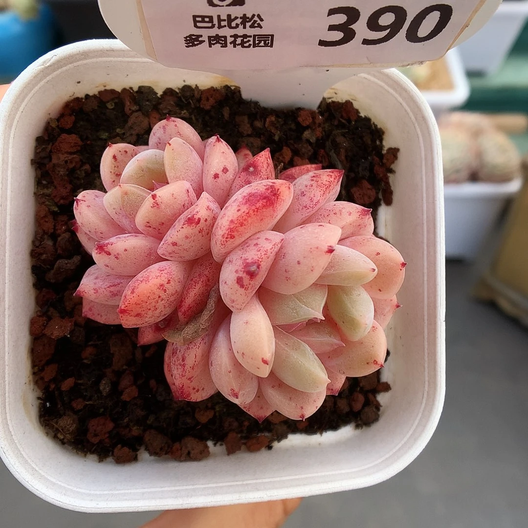 390双头血斑糖心多肉