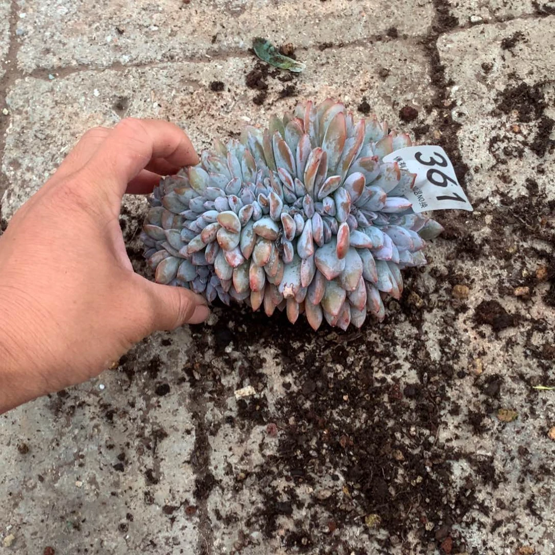 361橙子缀化多肉植物