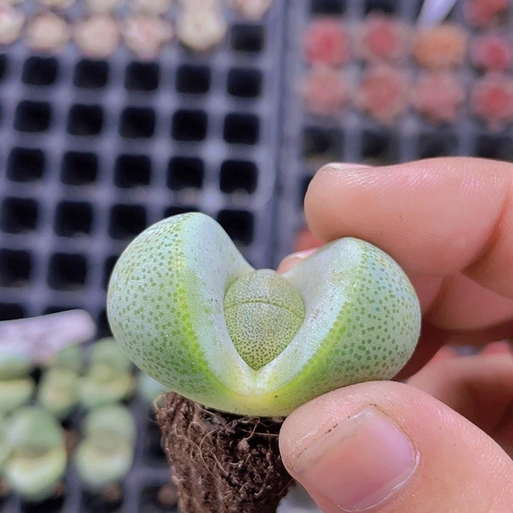 绿元宝【满10颗包邮】