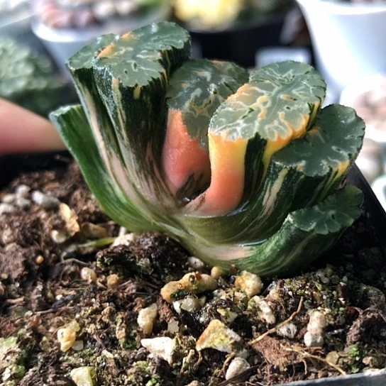0695，优选北斋玉扇锦5.1厘米