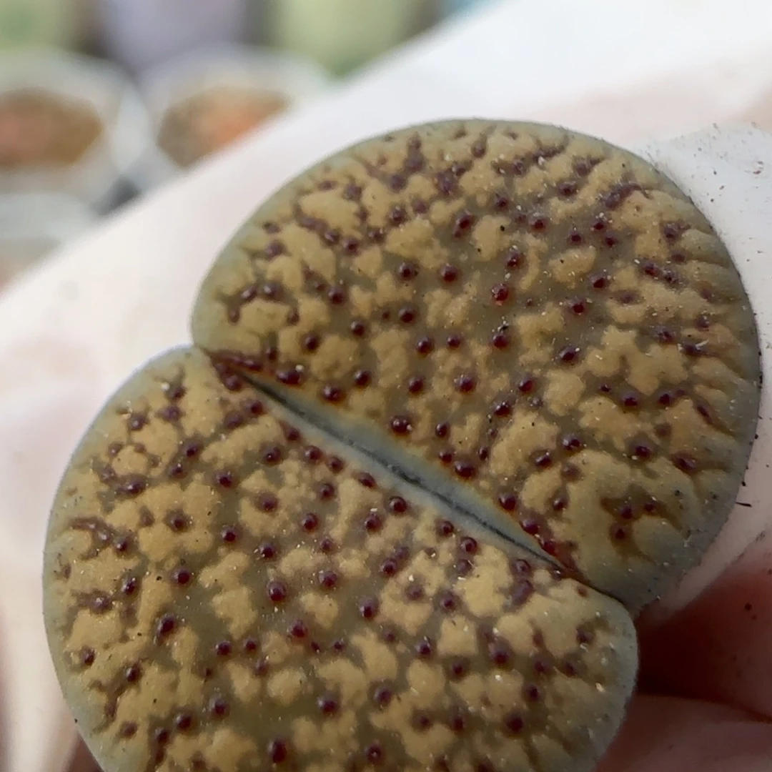 2。7。7017。c 159。上播福利。