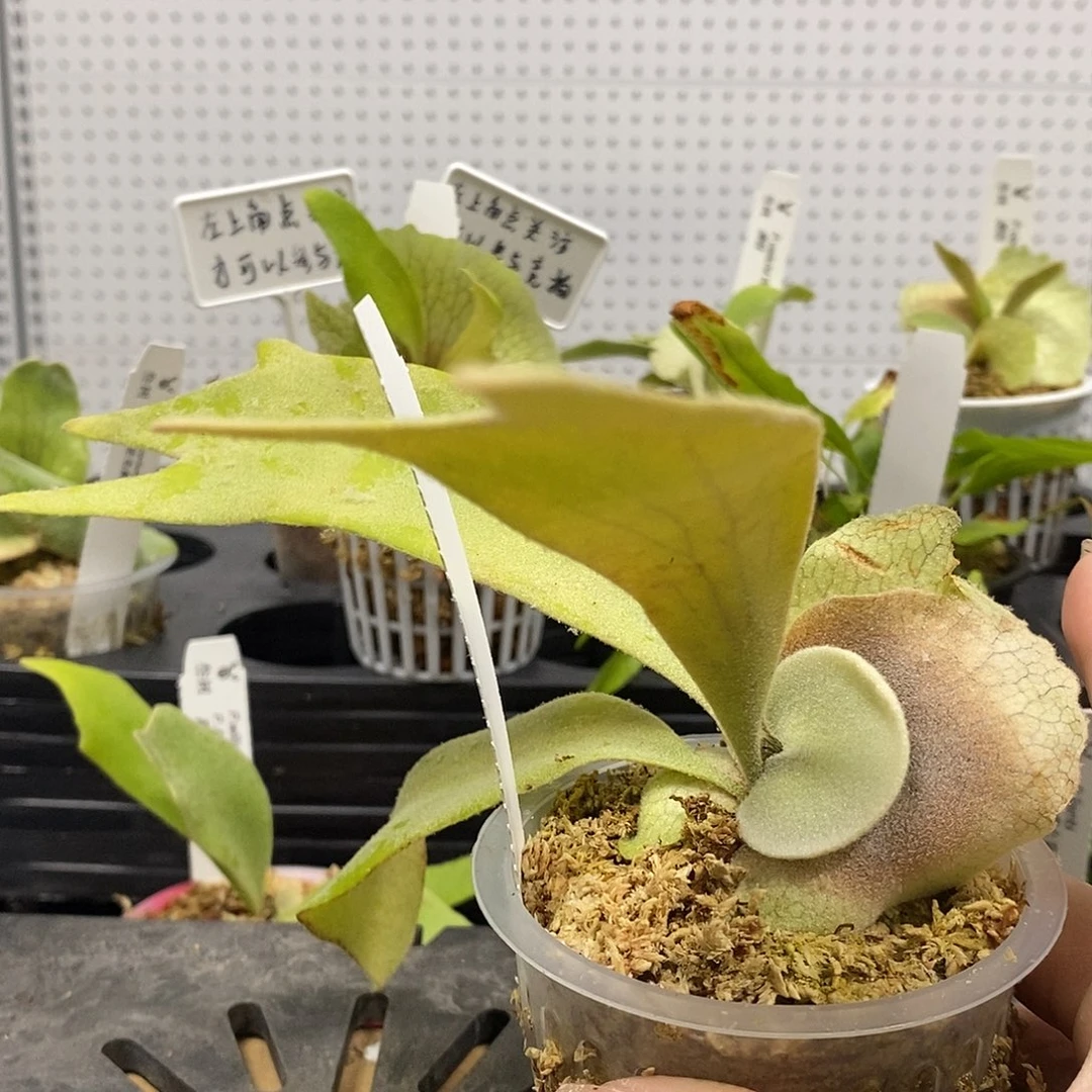 无花朵白爪哇鹿角蕨