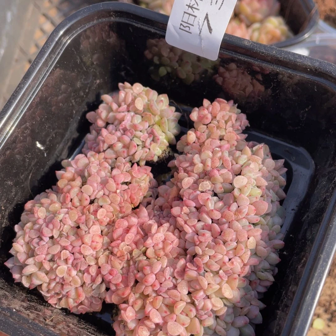 多肉植物多肉植物737