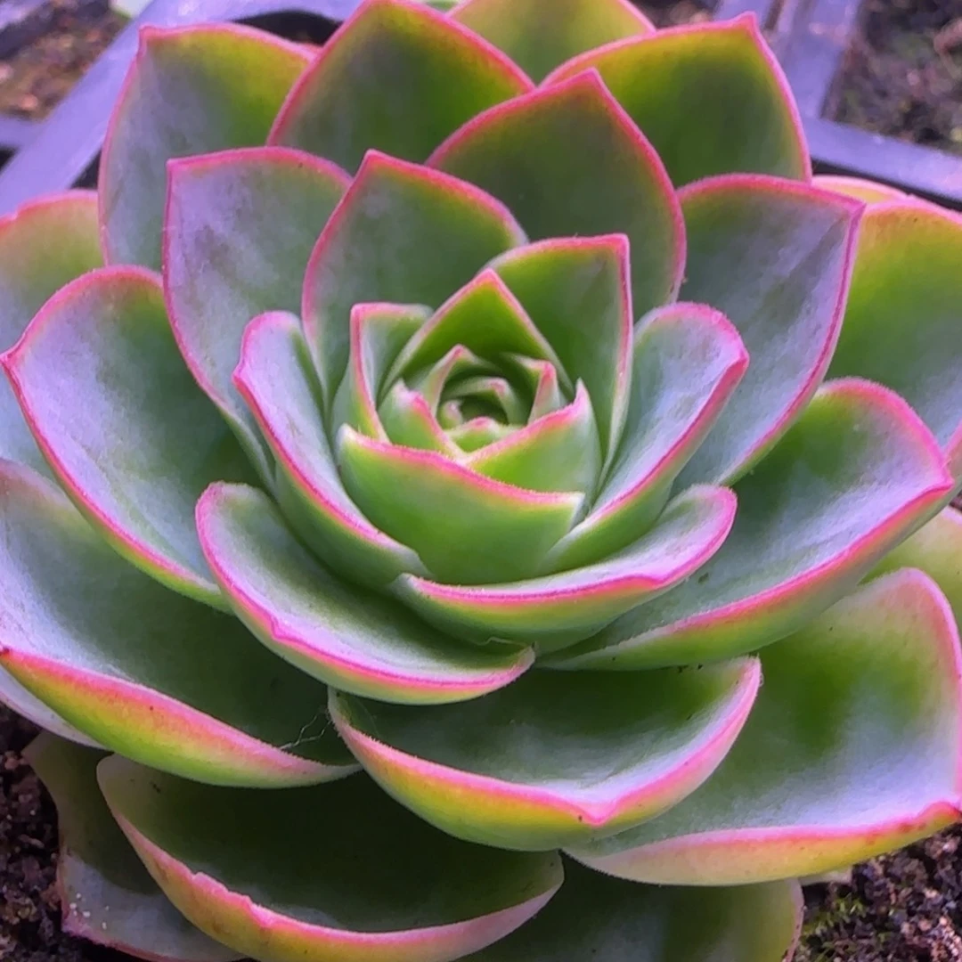 小老庄单头荷花玫瑰6厘米11124243434