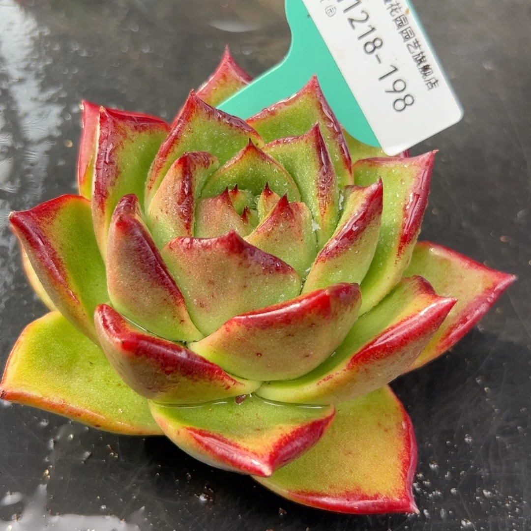 从前慢花园多肉编号1218-198