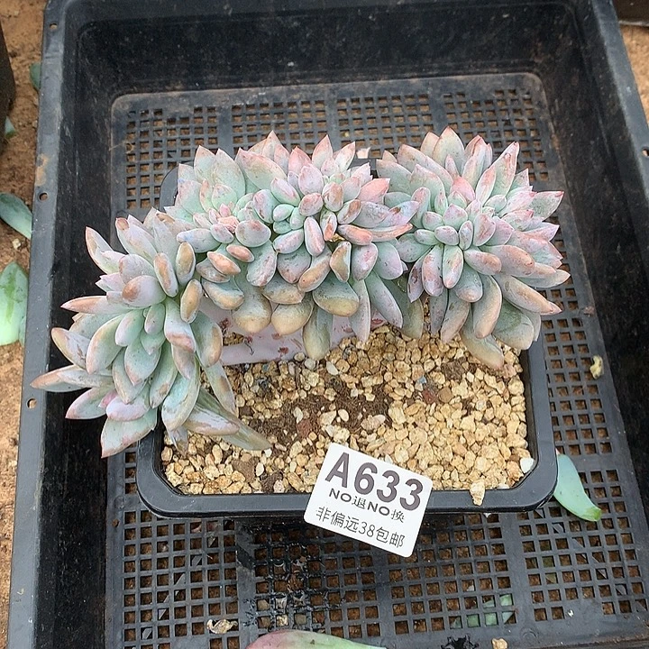 奥普琳娜缀化 633 中秋节8折福利 需要延迟发货