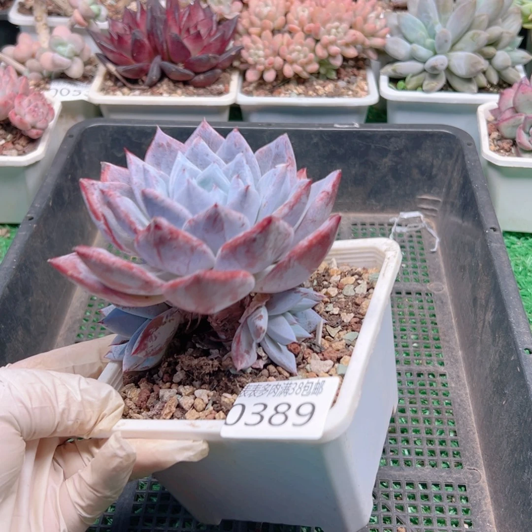 多肉一物一拍植物0389