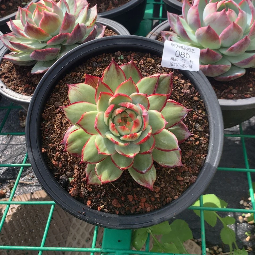 080惊鸿仙子。多肉植物。尺寸11