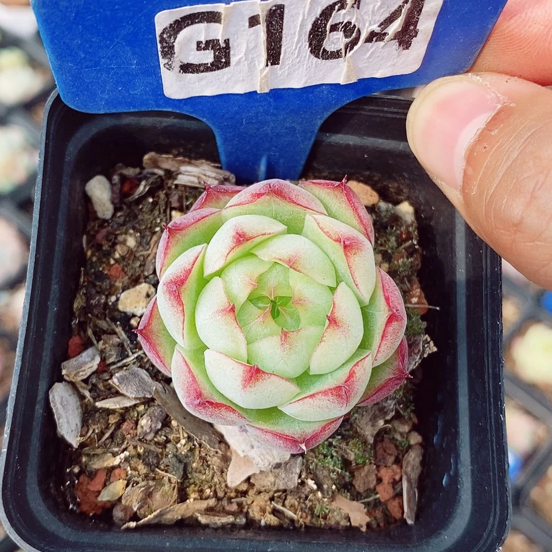 麦秆4cm多肉植物