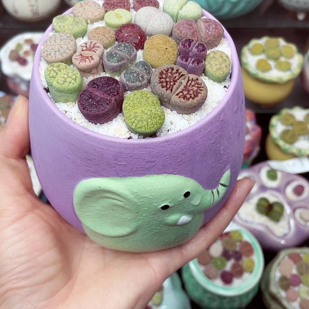 生石花满18包邮0704-158