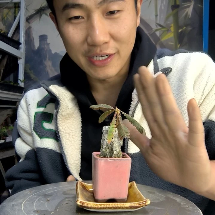 k*中青园艺一物一拍454