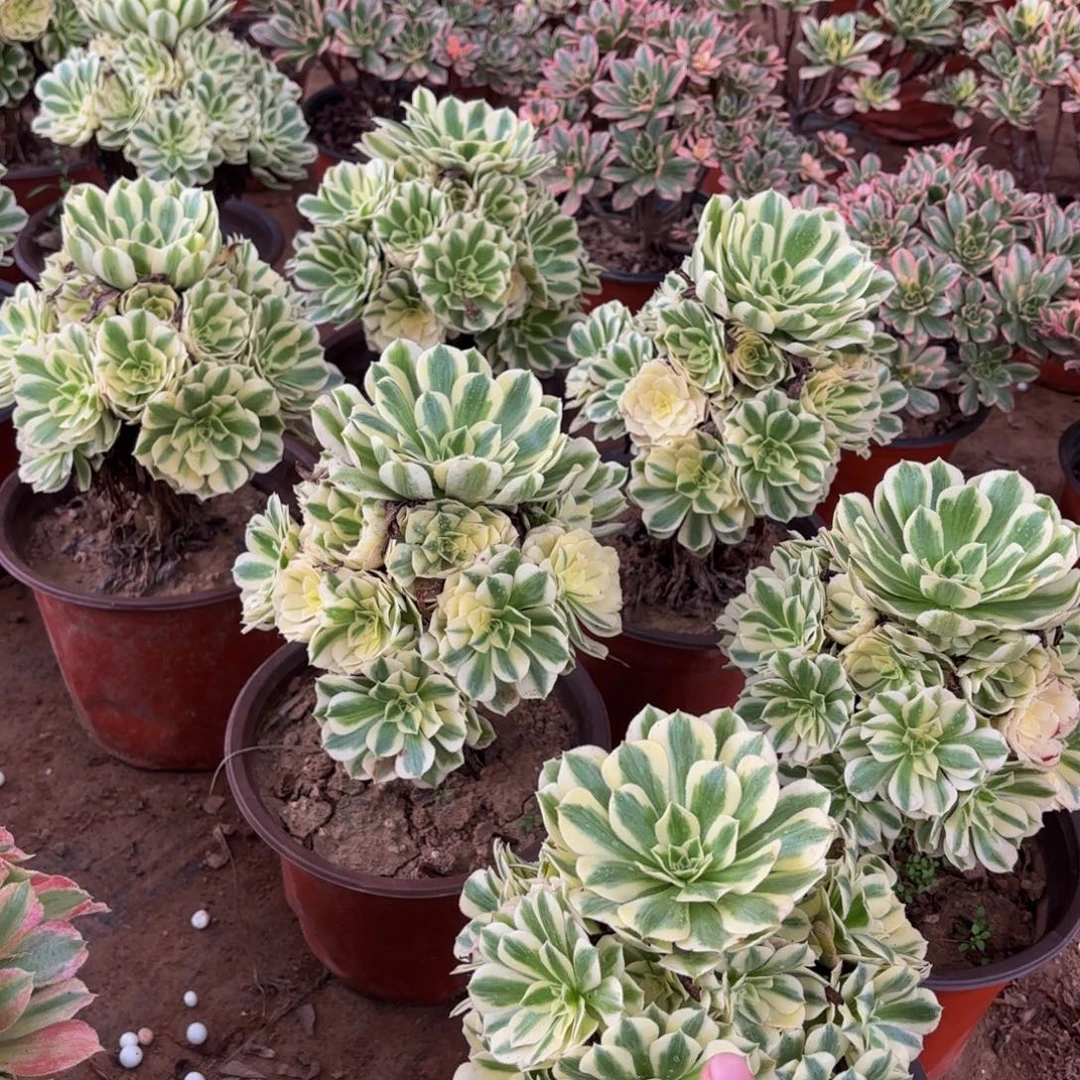 迈巴赫9.9法师多肉木质