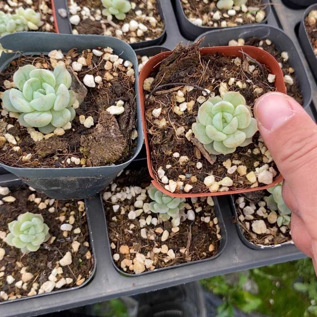 上盆小白恋一个多肉量拍