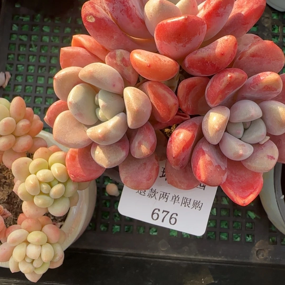 H****丶闪购精品多肉676号带盆