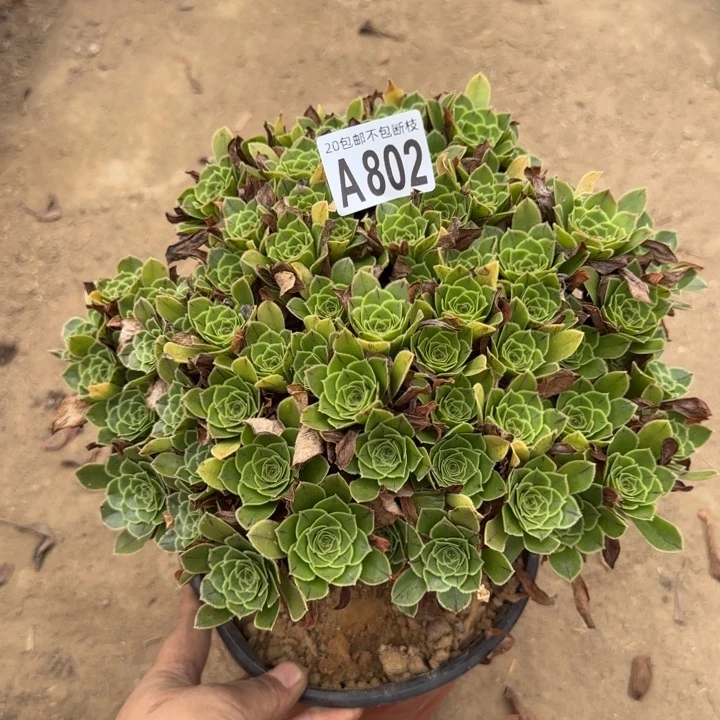 魅金玫瑰……多肉植物……