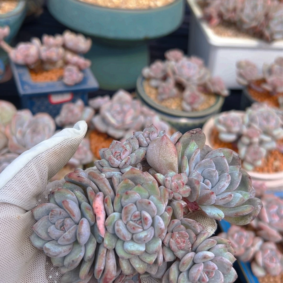 新年快乐 新年快乐