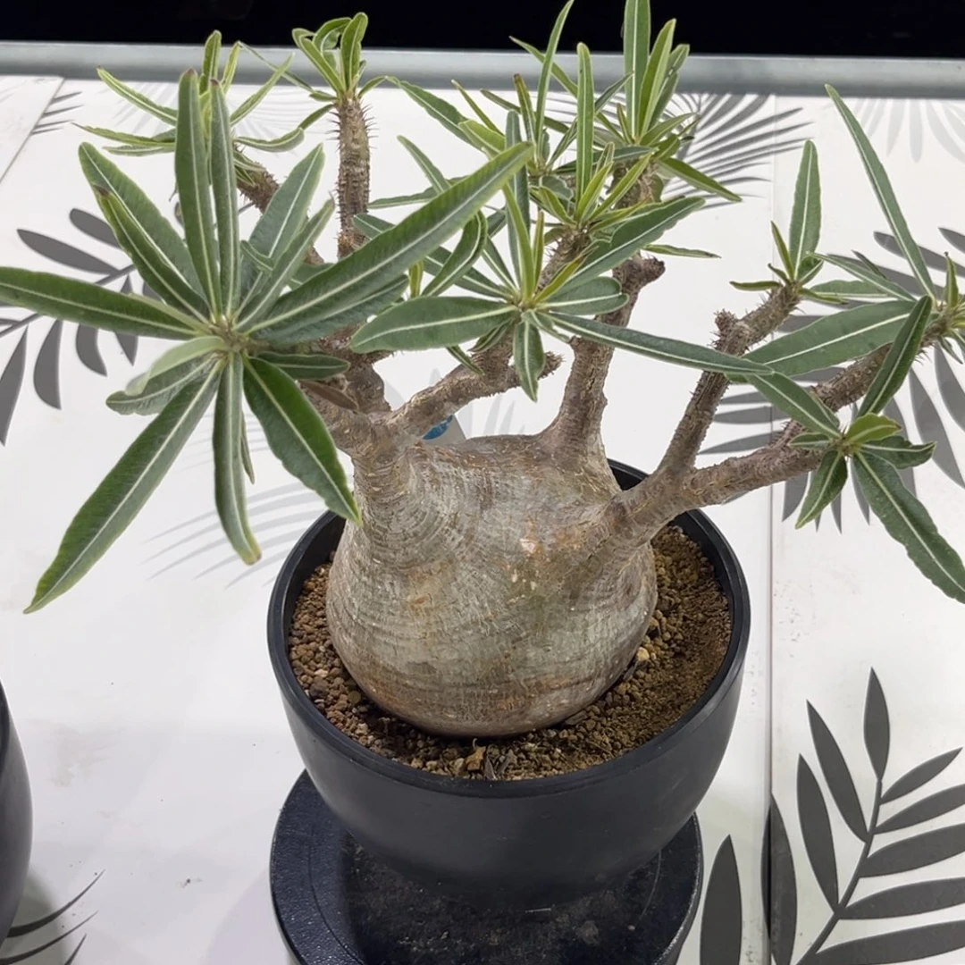 熟桩象牙宫带盆带土发货