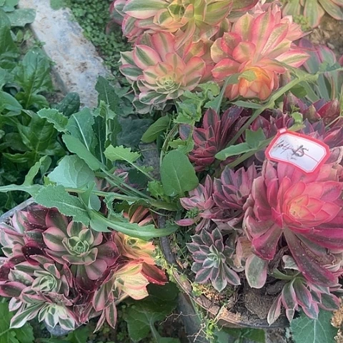 多肉女巫3棵104不包断枝