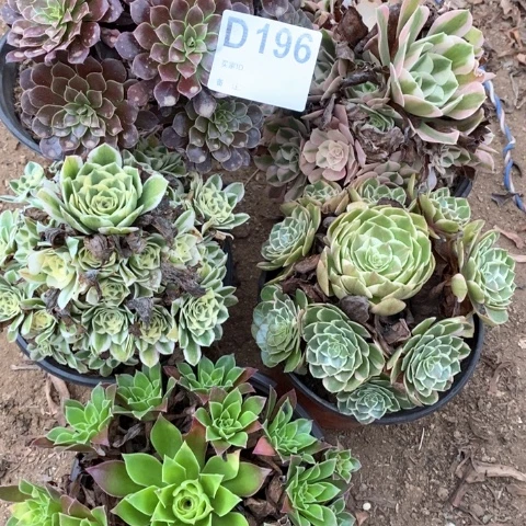 196五颗法师多肉植物
