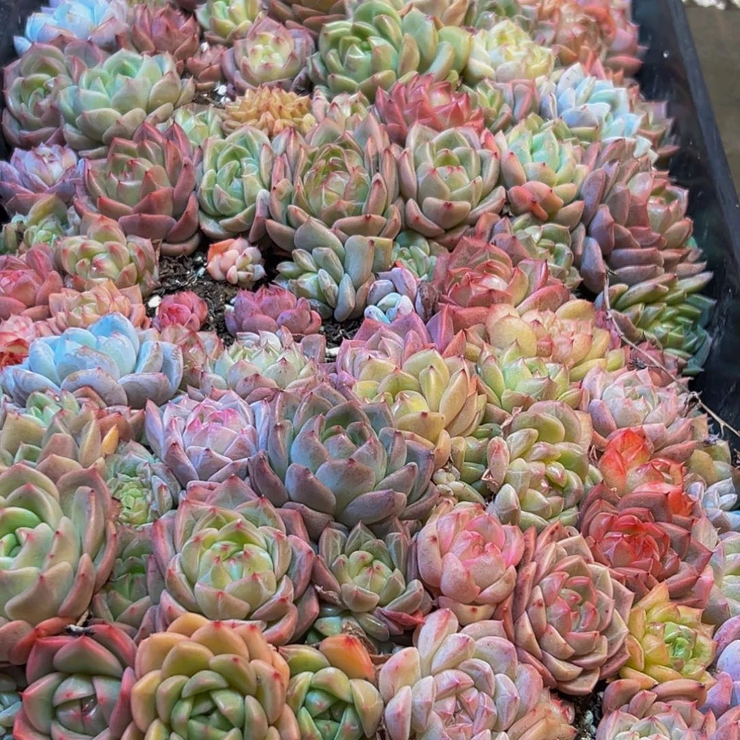 843多肉葡萄的味道真的是很不错