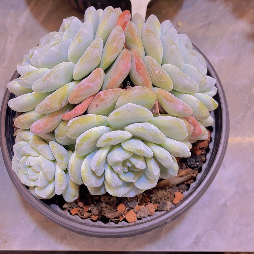 治***活0000000000000387