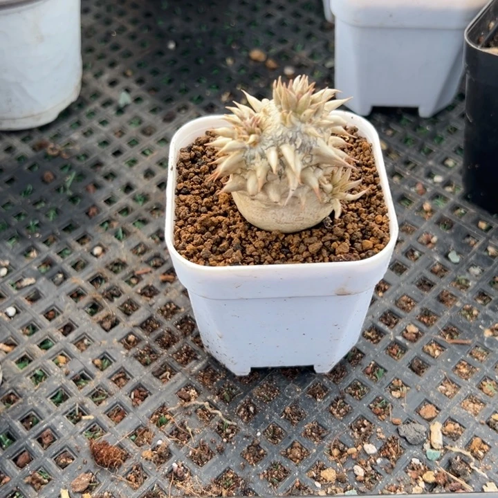 象牙玉720，一物一拍带盆