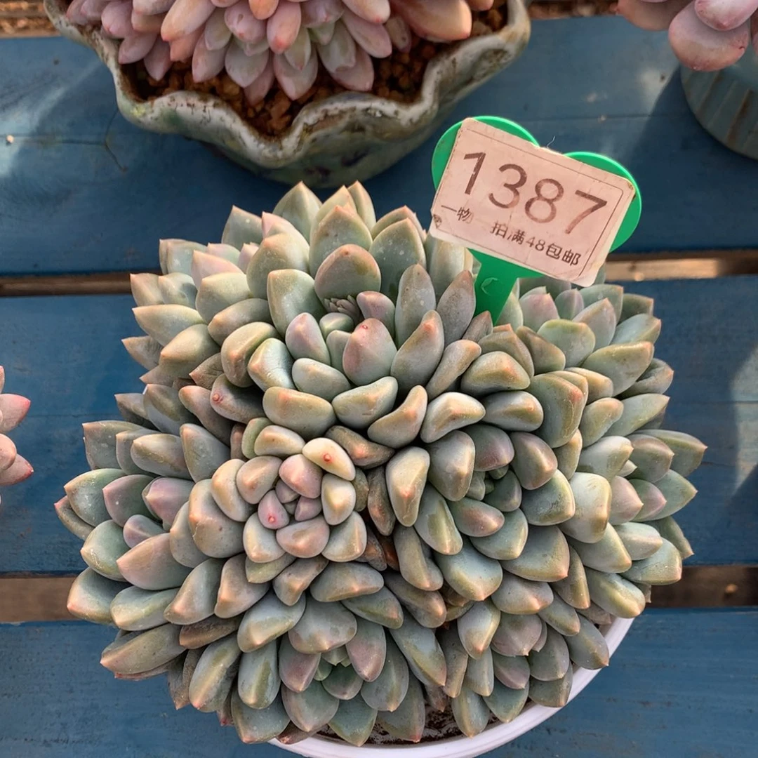 宽叶奶糖无砍平头1387