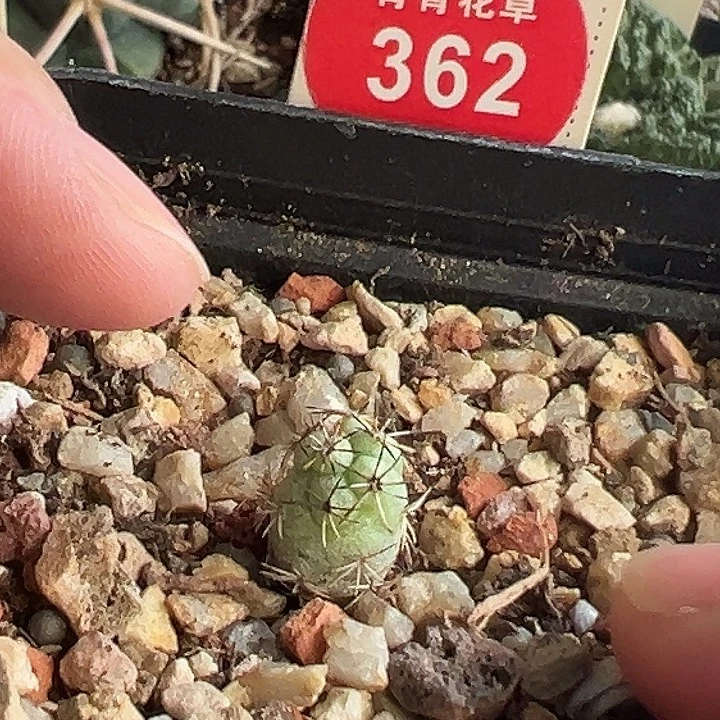 实生大尤帝王丸0.9cm