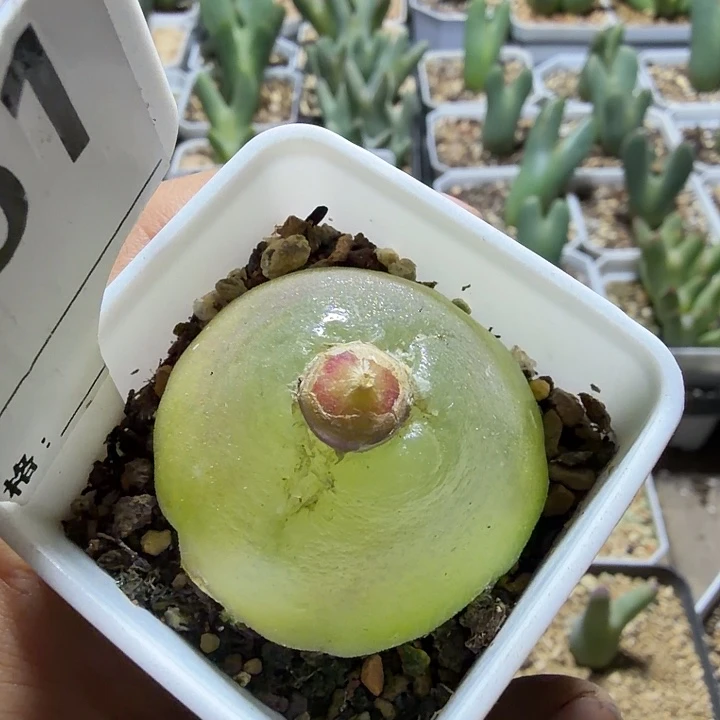 051。3.9厘米大灯泡