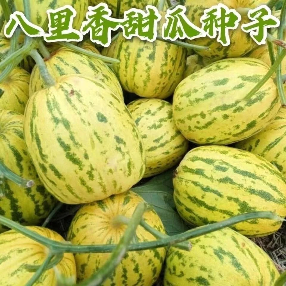 八里香甜瓜种子甜脆花皮甜瓜种浓香特甜香瓜种籽阳台庭院甜瓜种子