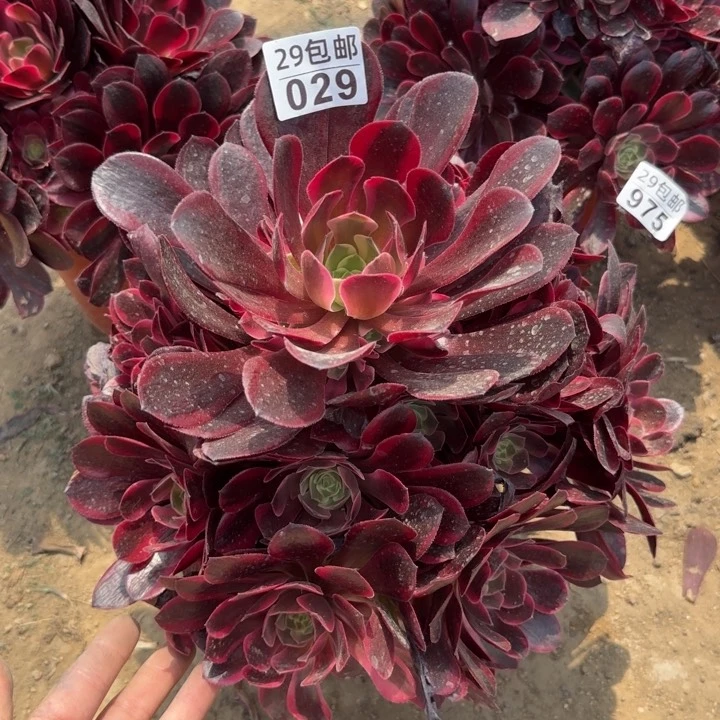 凤冠。多肉植物……