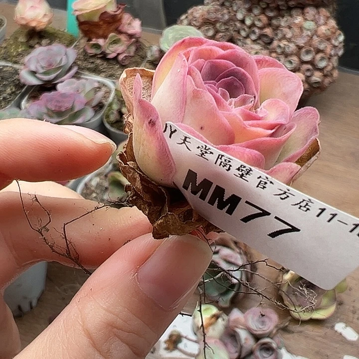 苗苗77山地玫瑰多肉不知名