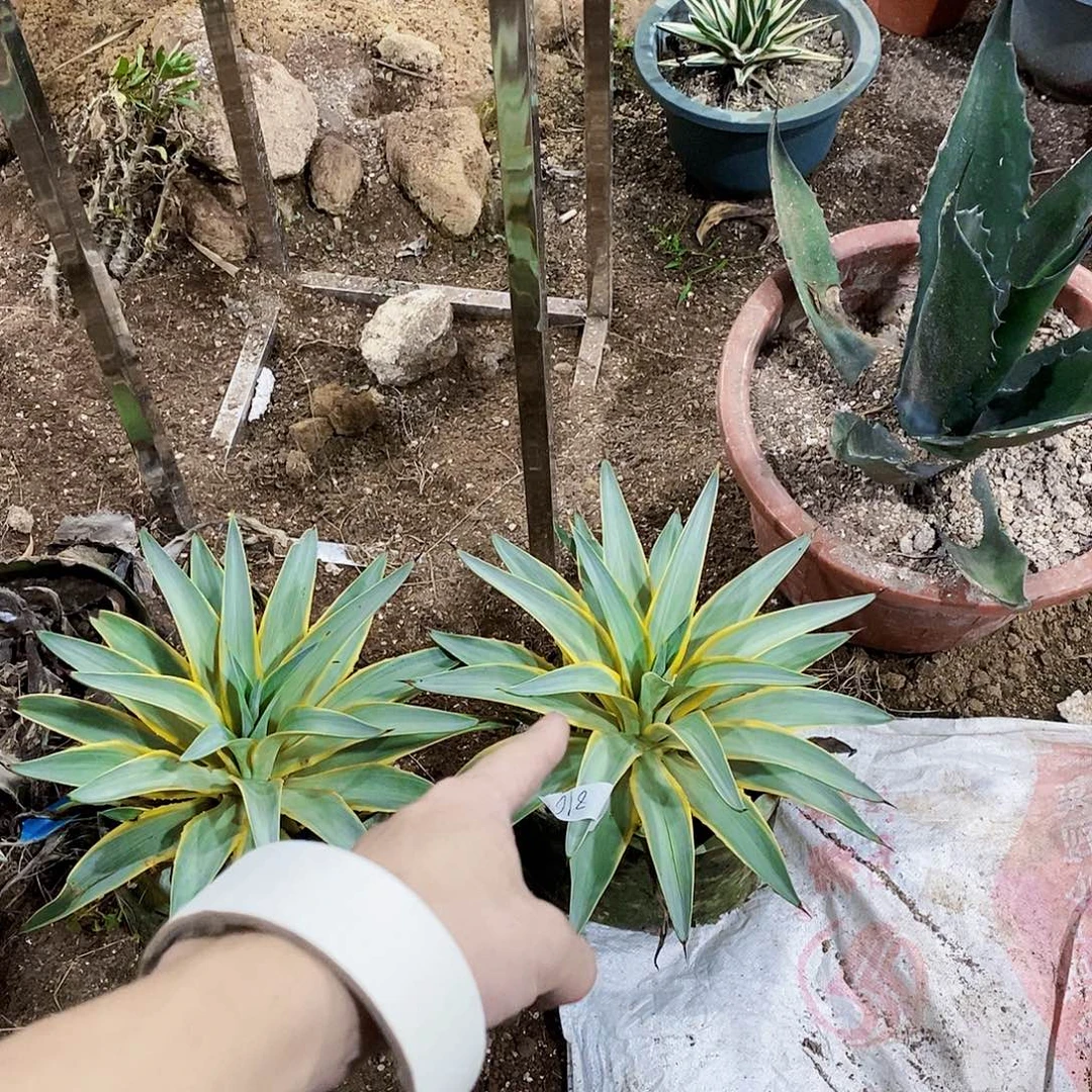 A***咖8166银河一颗11111