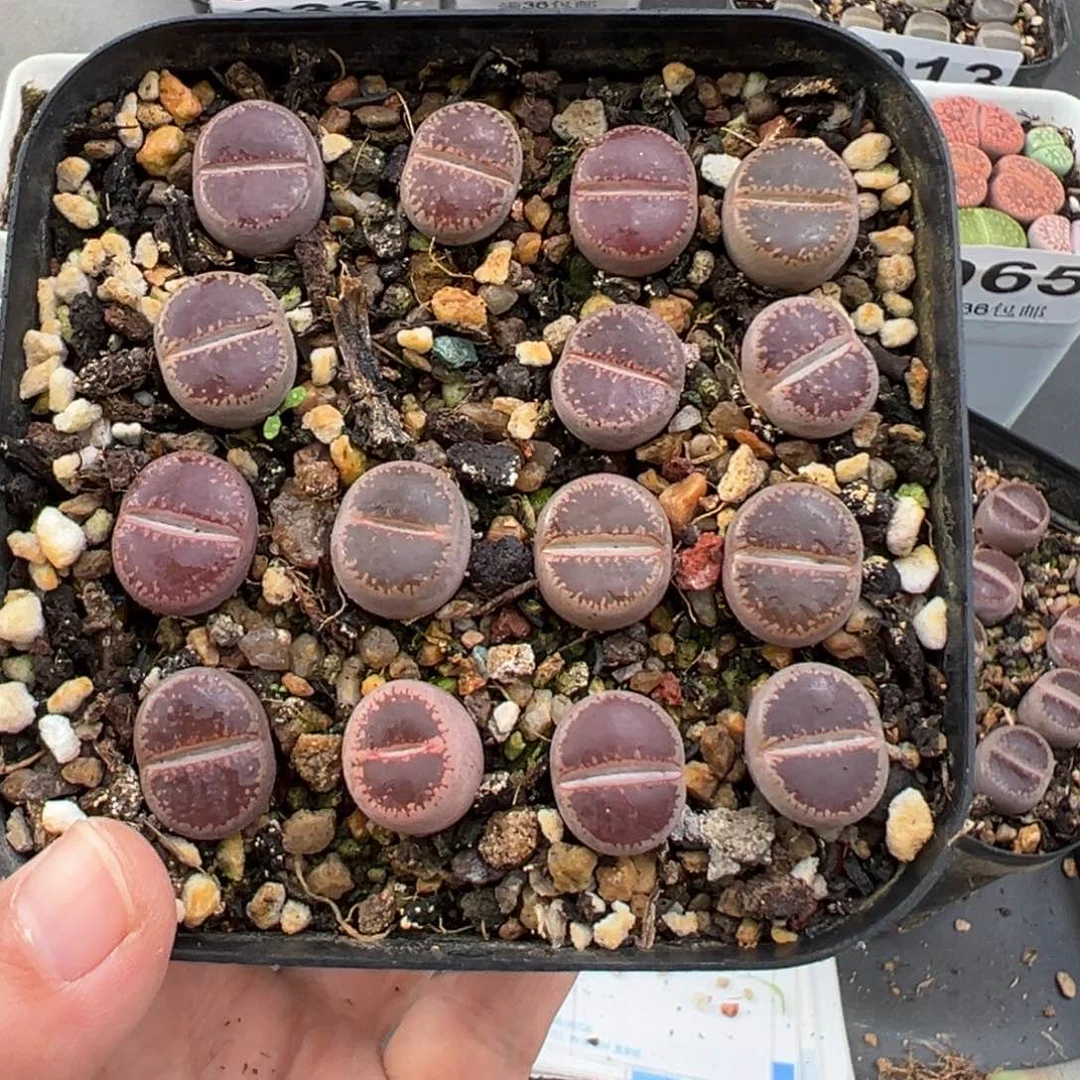 11.10好看的多肉脱土发货038