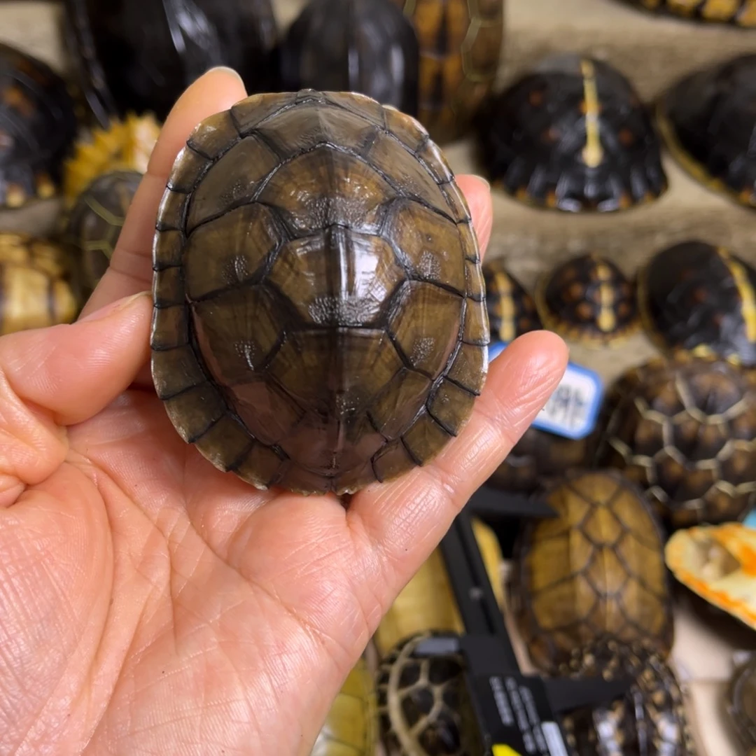 新骨瓷空*芦精品龟壳手把件