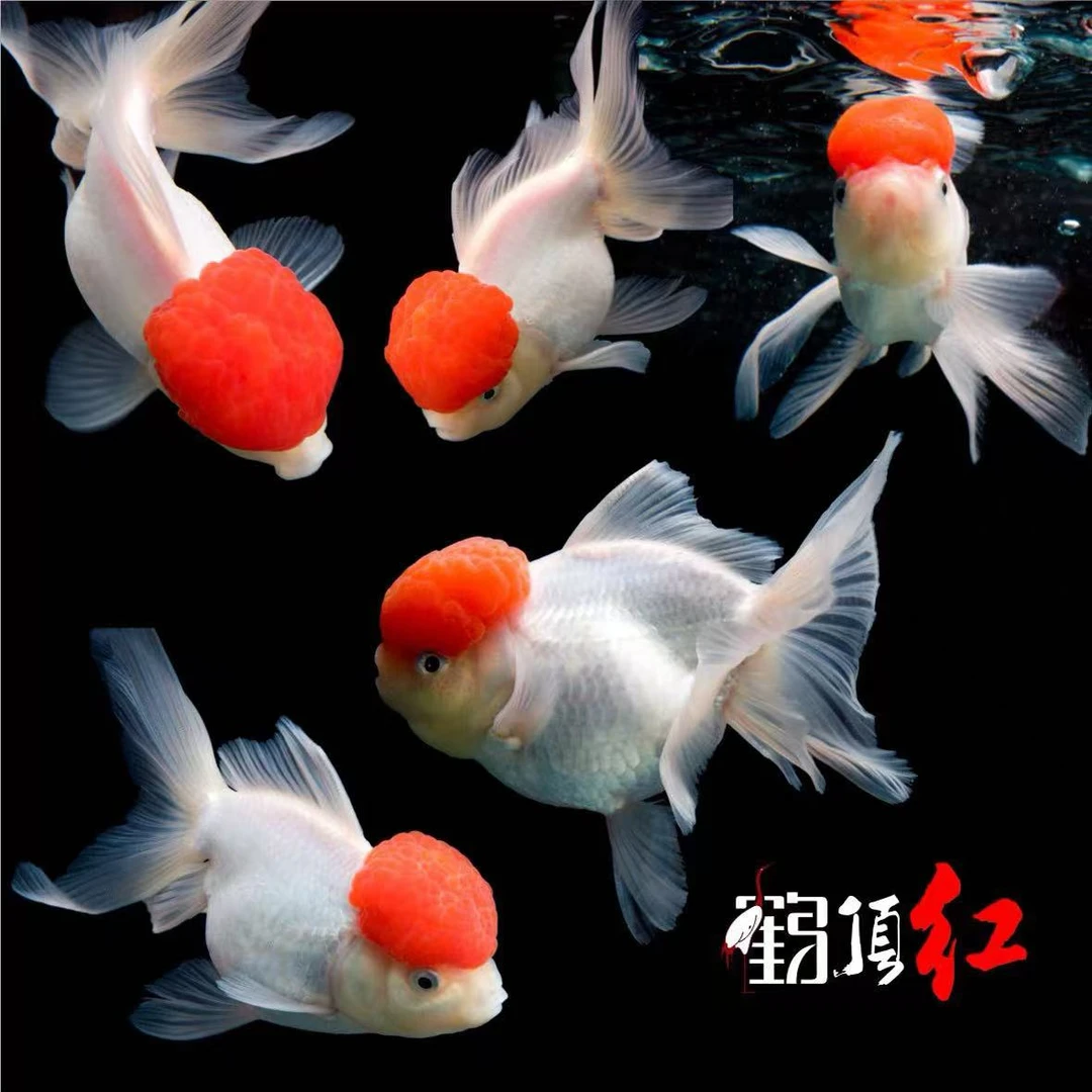 大金鱼6-8cm 温顺活体 全国包邮包损