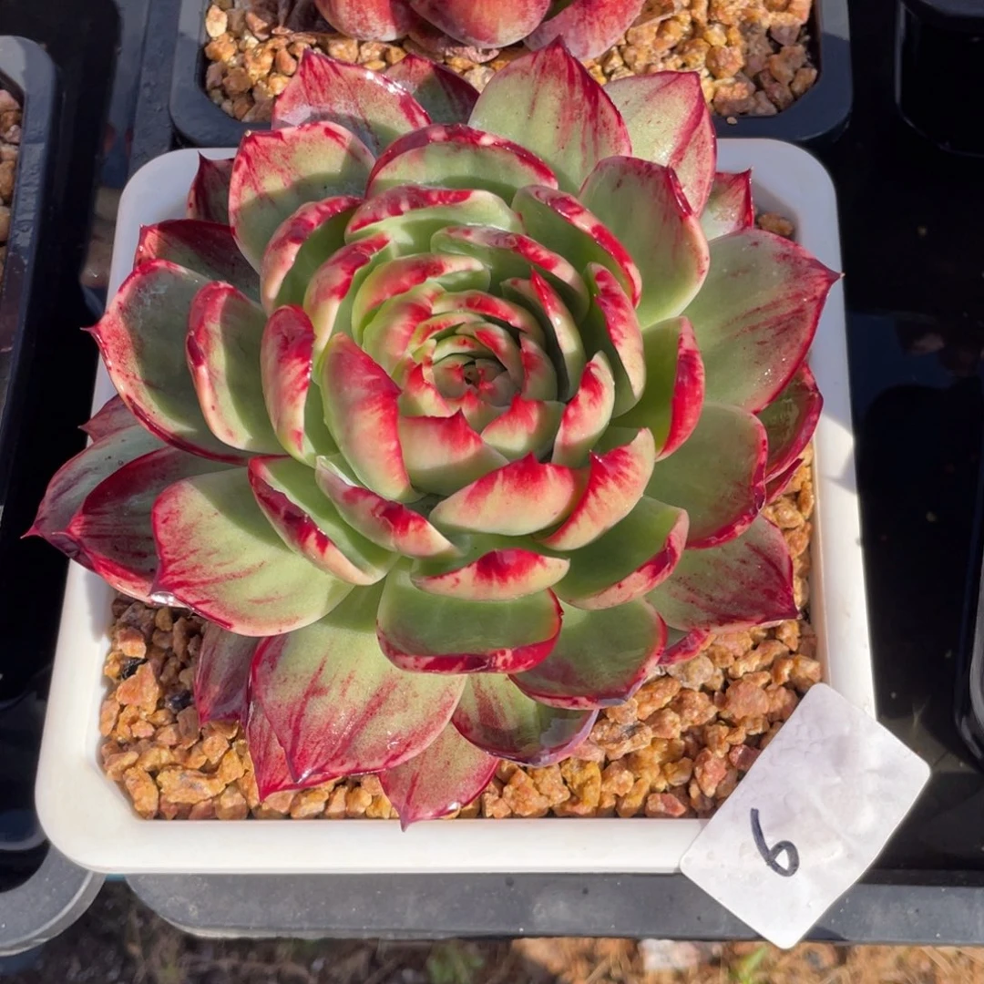 冠服18左右惊鸿仙子